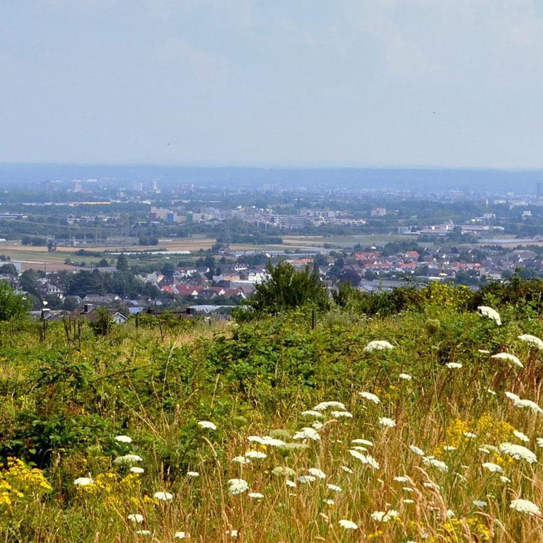 Stadt Bornheim